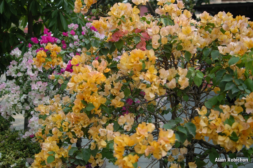 DSC_0041.JPG