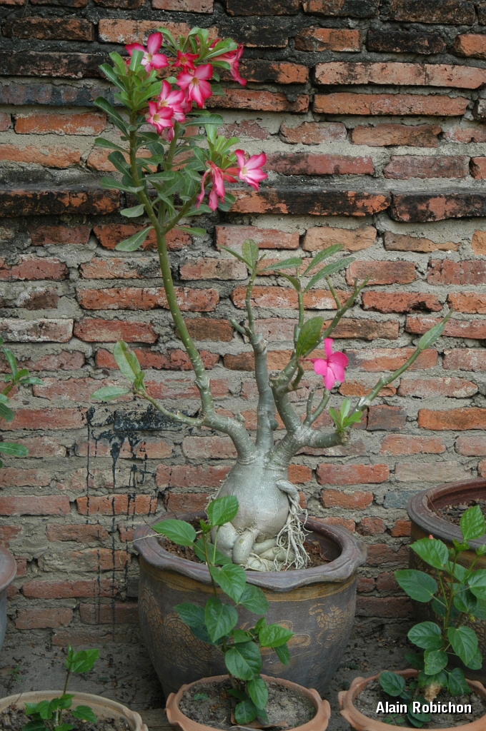 DSC_0044.JPG