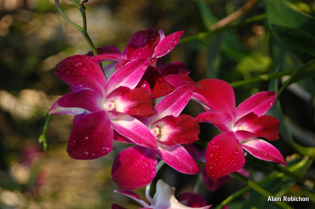 DSC_0066.JPG