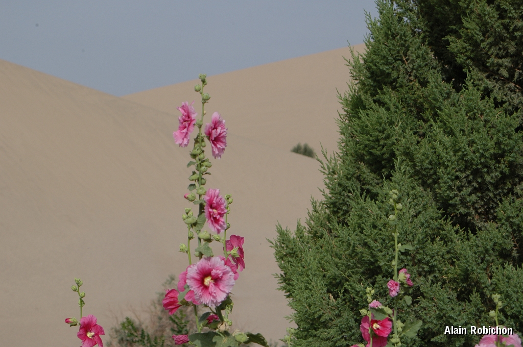 DSC_0216.JPG
