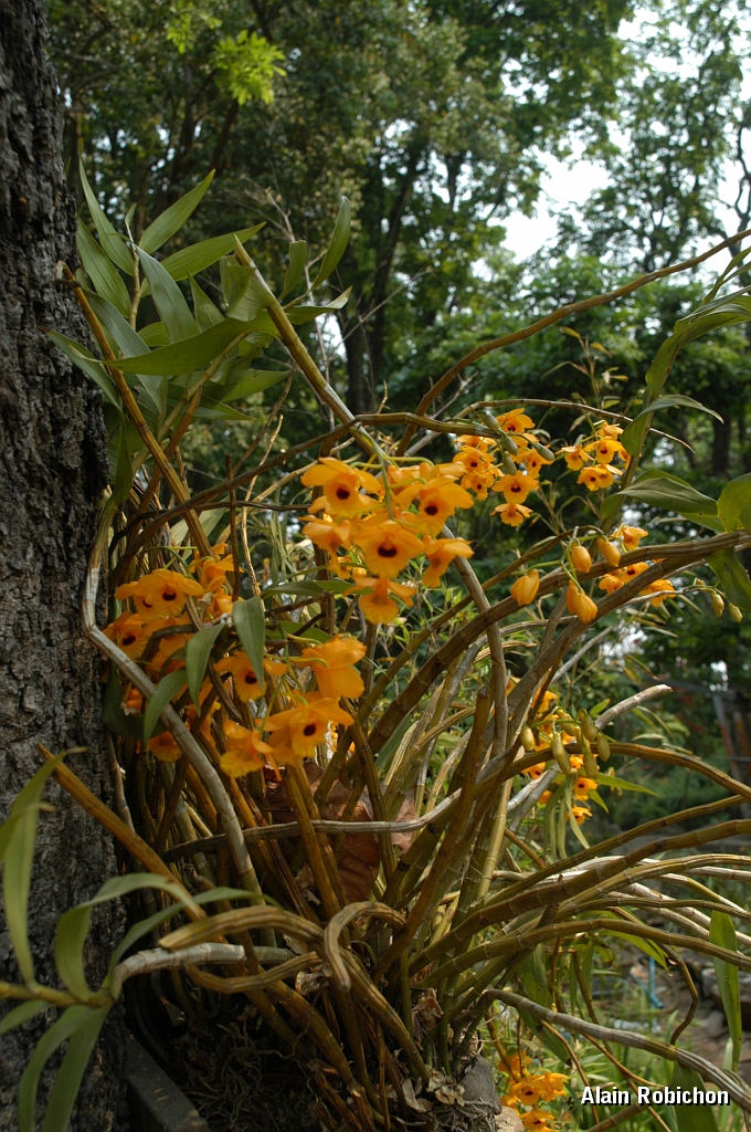 DSC_0215.JPG