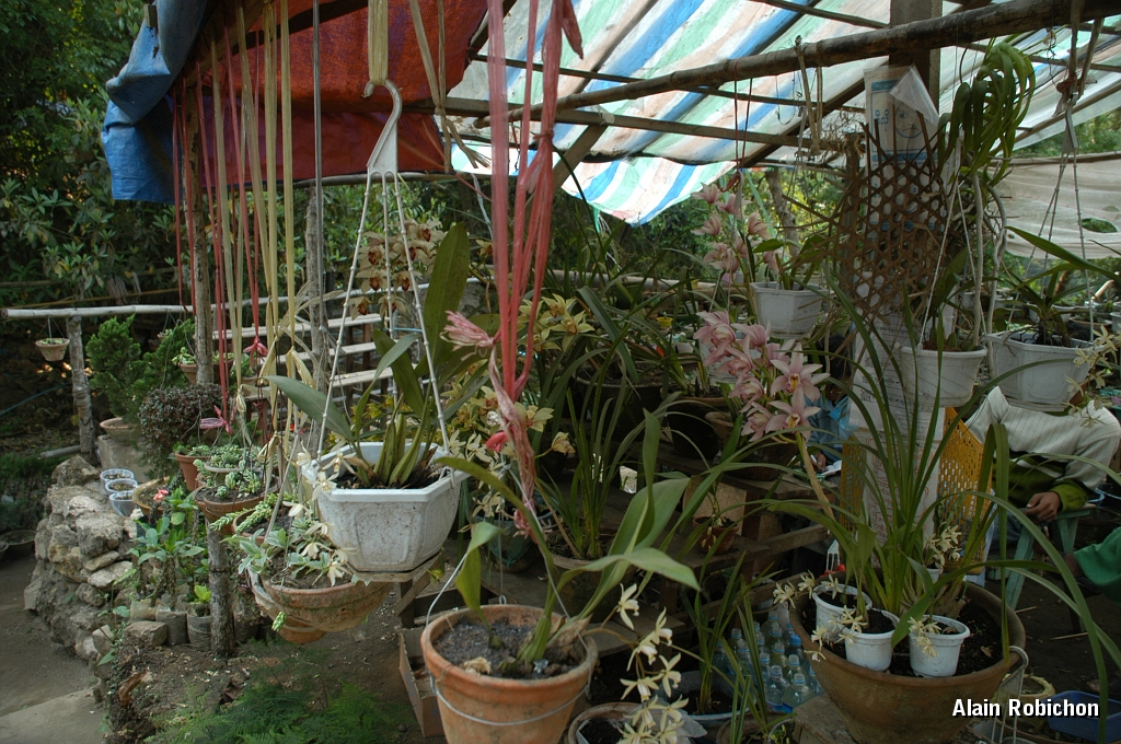 DSC_0217.JPG