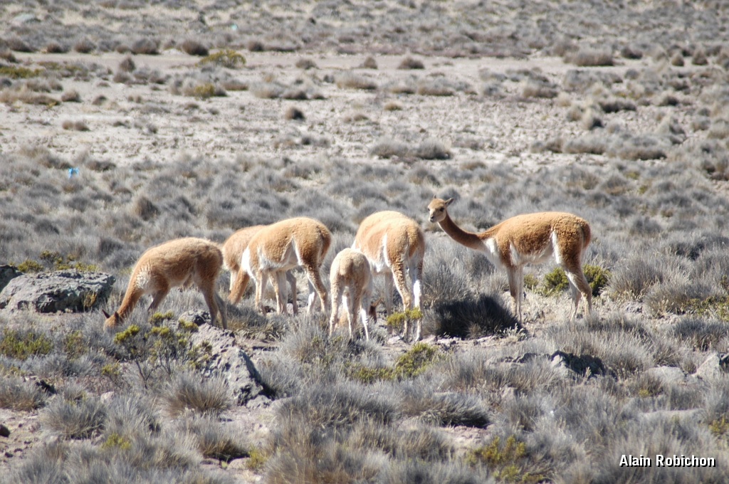 DSC_0097.JPG