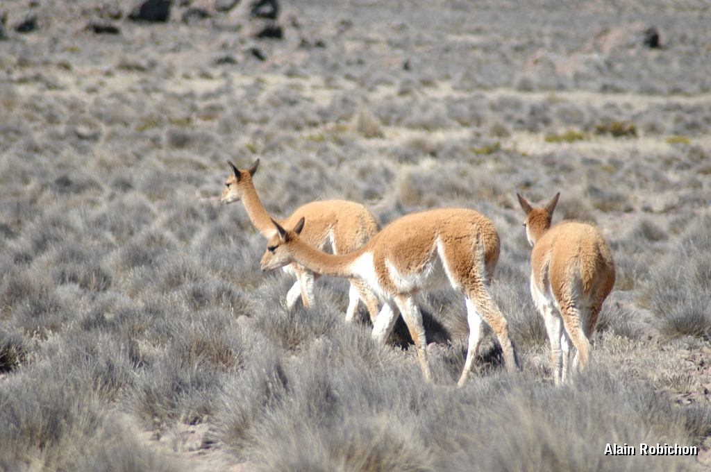 DSC_0099.JPG