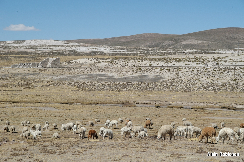 DSC_0100.JPG