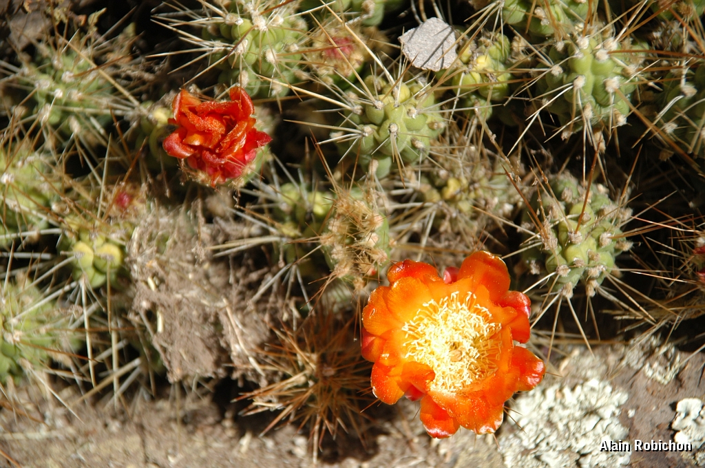 DSC_0105.JPG