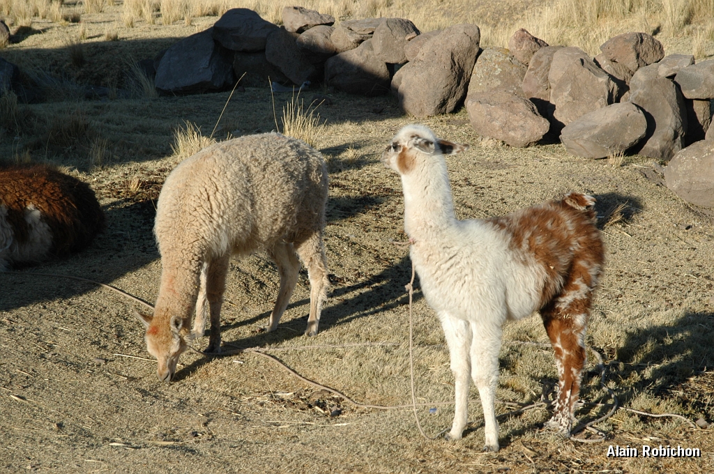 DSC_0111.JPG