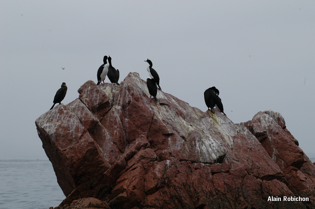 DSC_0485.JPG
