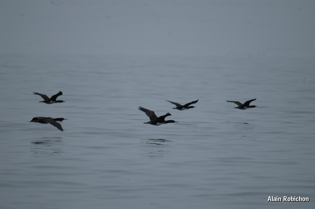 DSC_0502.JPG