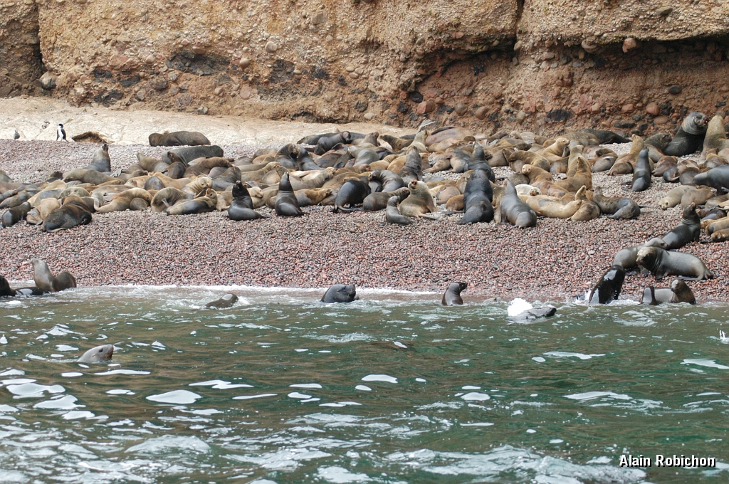 DSC_0507.JPG