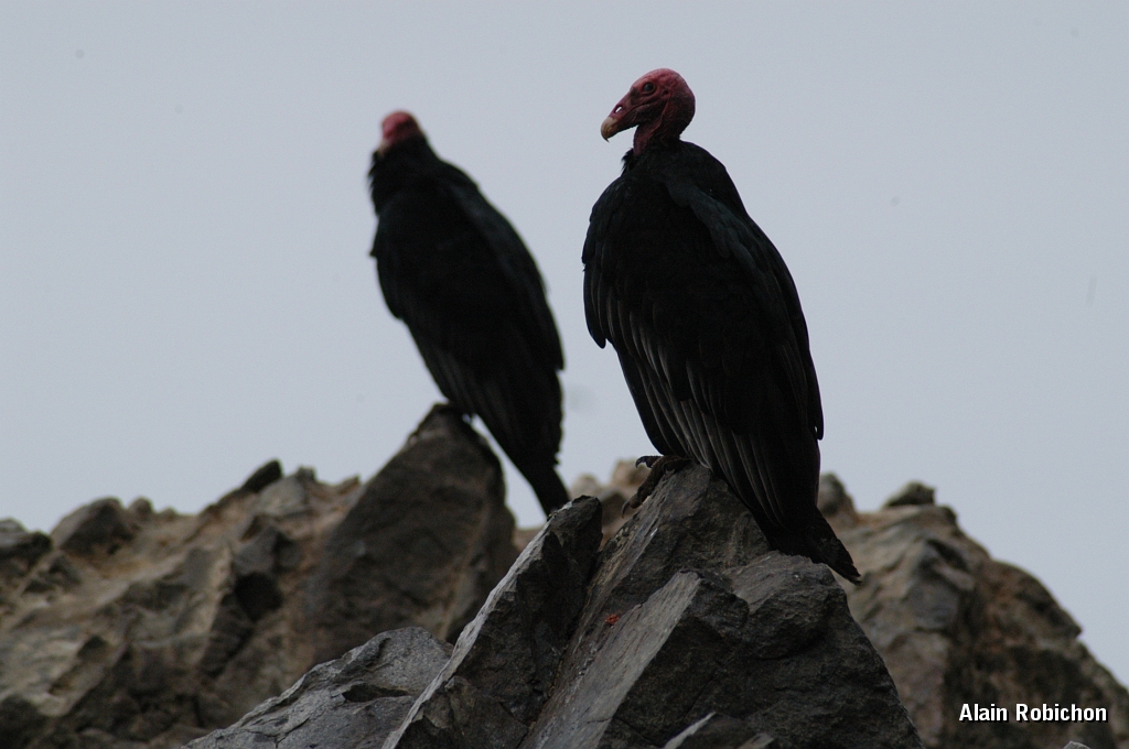DSC_0516.JPG