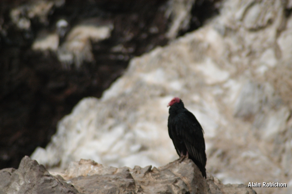 DSC_0518.JPG