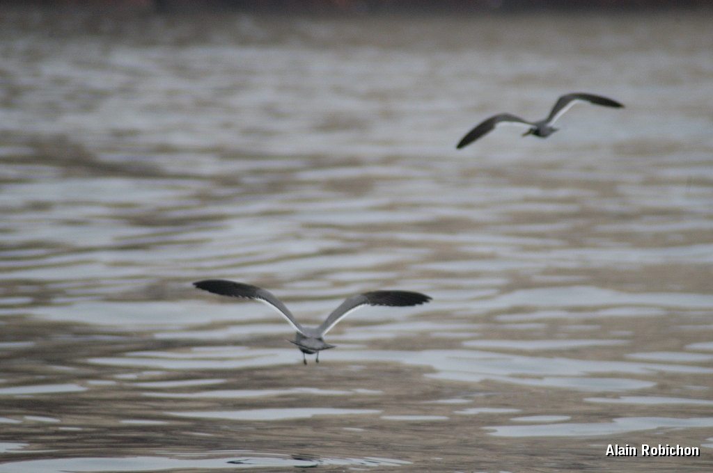DSC_0535.JPG