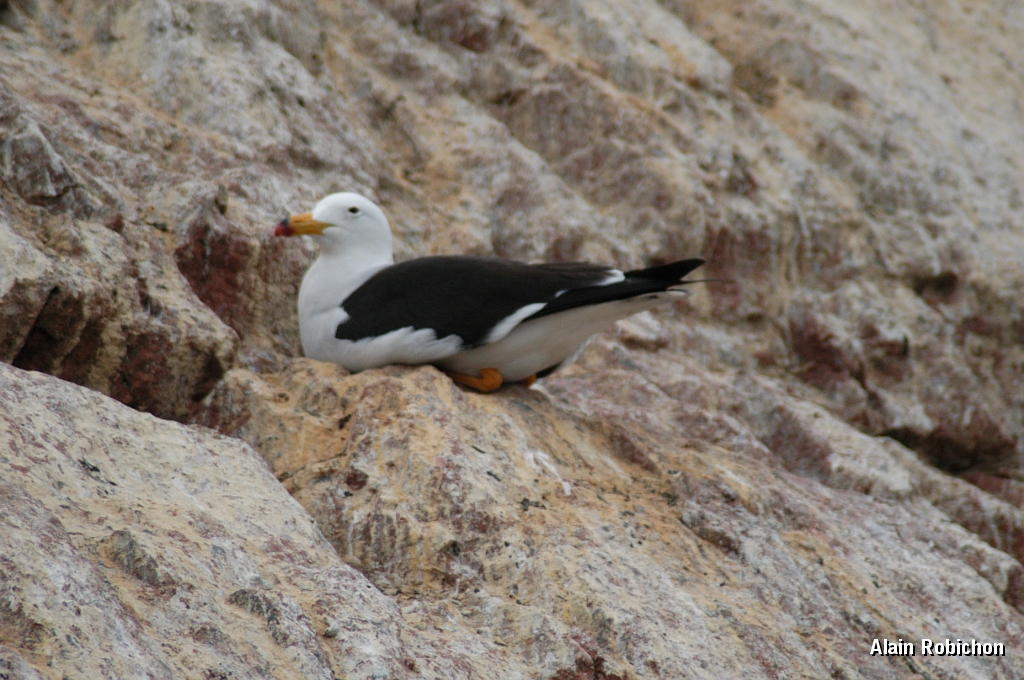 DSC_0537.JPG