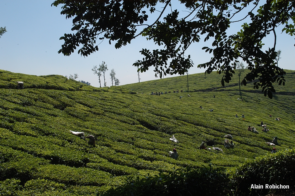 inde20060129013.jpg