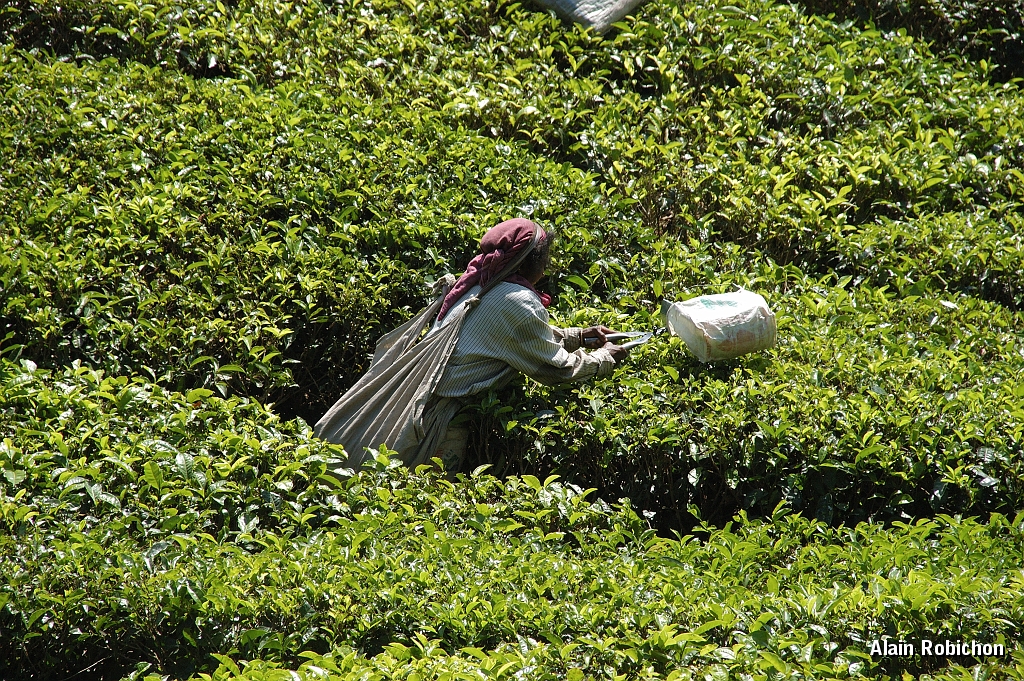 inde20060129014.jpg