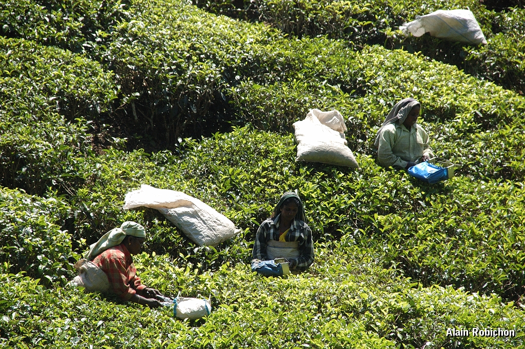 inde20060129015.jpg