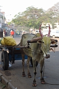 inde20060124004
