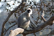 inde20060124029