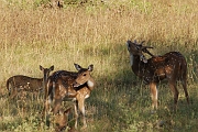 inde20060124034