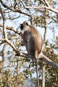 inde20060124035