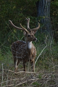 inde20060124036