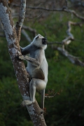 inde20060124039