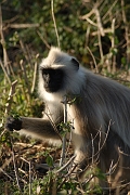 inde20060124040