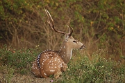 inde20060125002