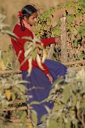 inde20060125017