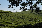 inde20060129013