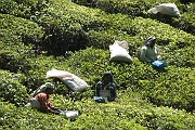 inde20060129015