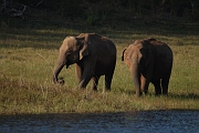 inde20060129019