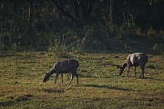 inde20060129021