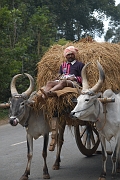 inde20060130002