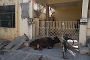 inde20060202037