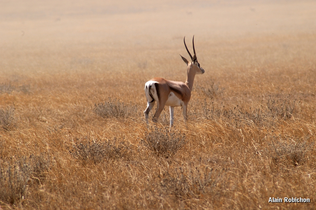 Tanzanie0019EPV0027.jpg