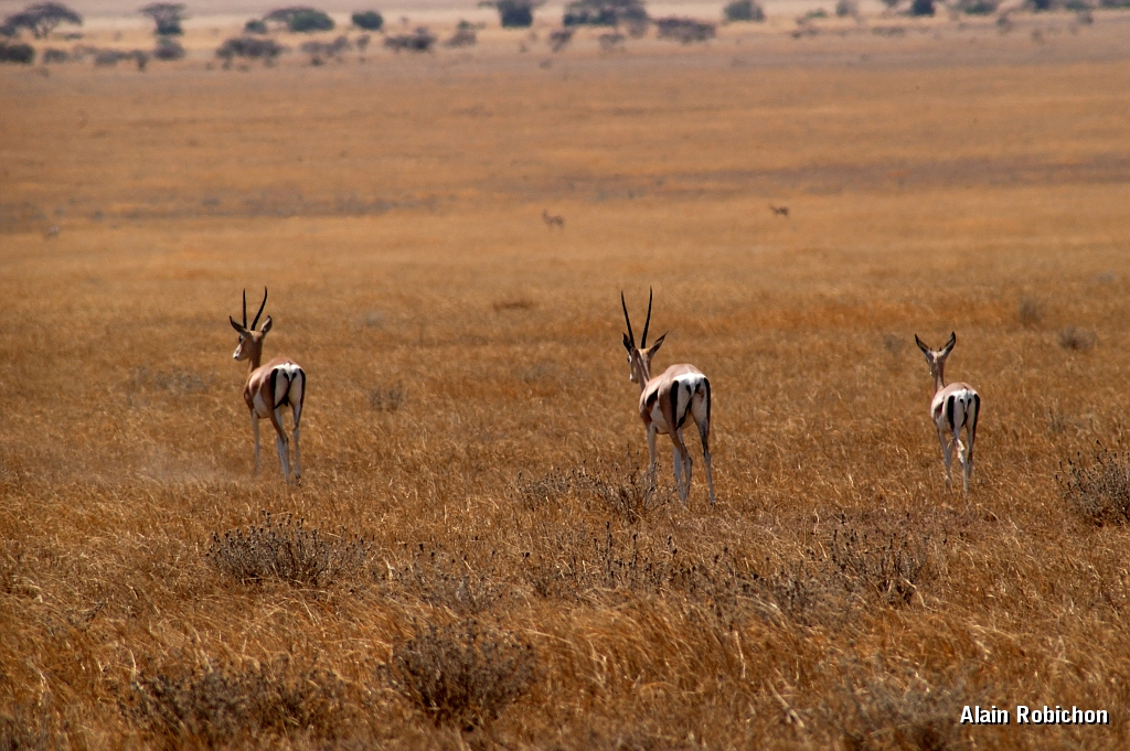 Tanzanie0021EPV0029.jpg