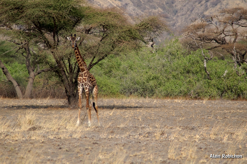 Tanzanie0051EPV0069.jpg