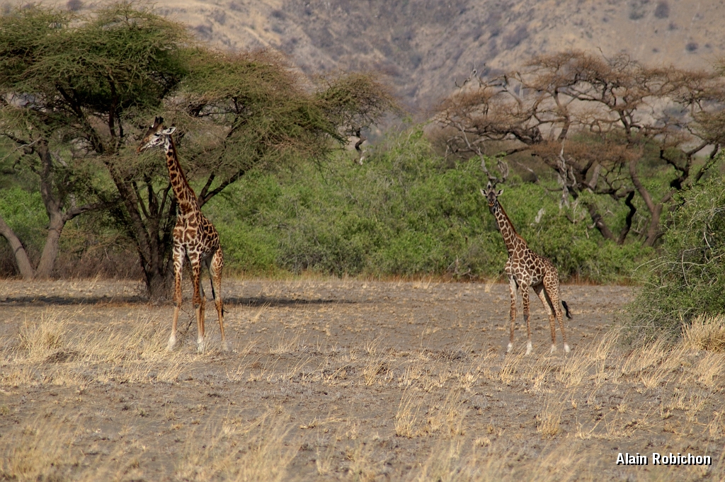 Tanzanie0056EPV0074.jpg