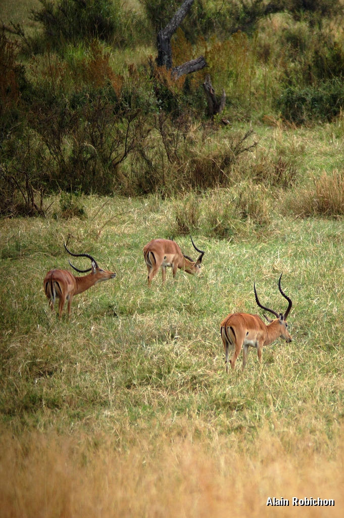 Tanzanie0061EPV0079.jpg