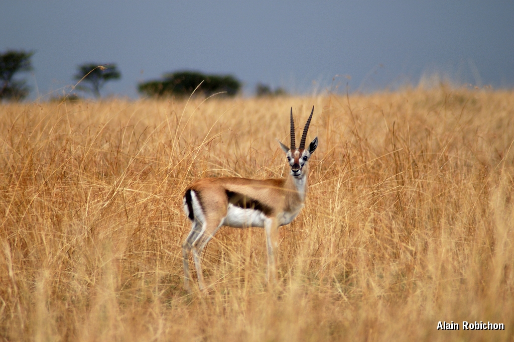 Tanzanie0063EPV0081.jpg