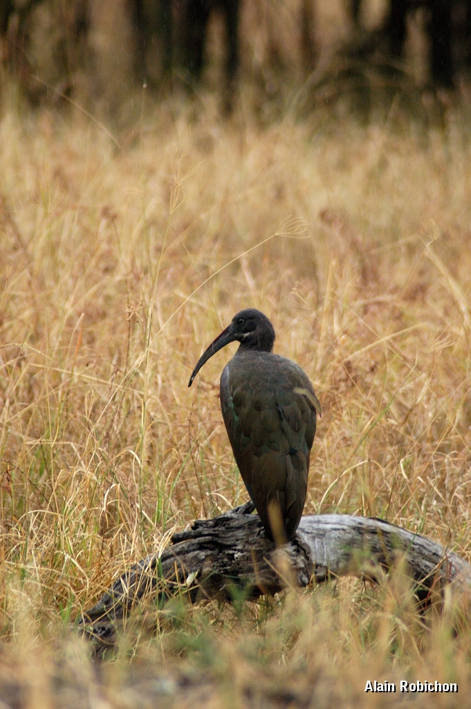 Tanzanie0067EPV0085.jpg