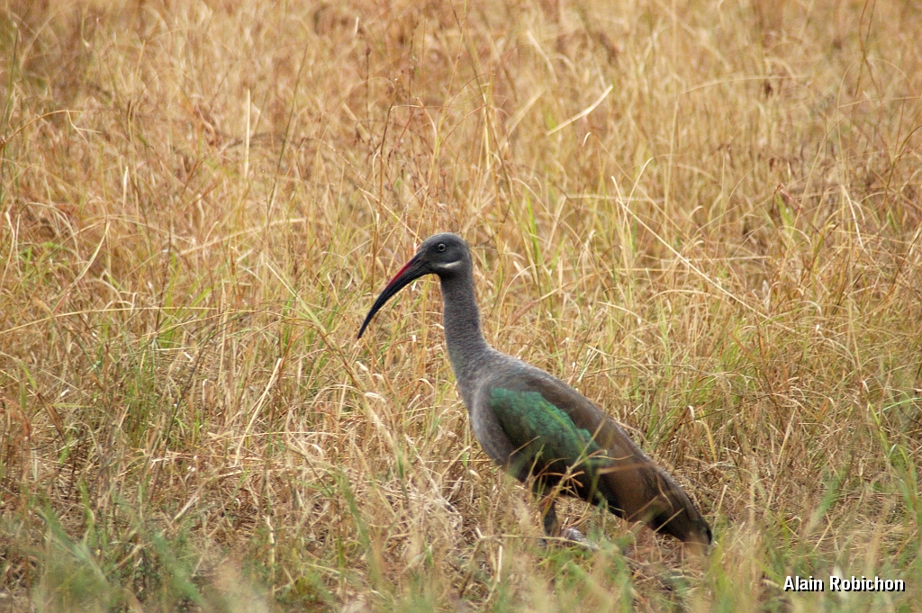 Tanzanie0068EPV0086.jpg