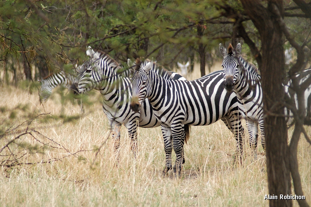 Tanzanie0070EPV0088.jpg