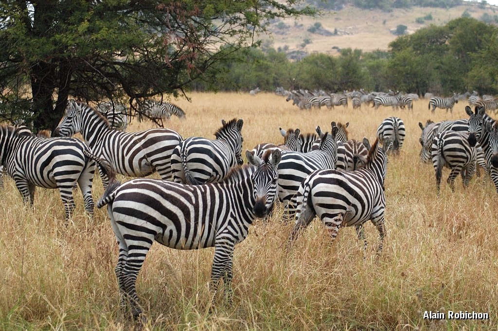 Tanzanie0076EPV0094.jpg