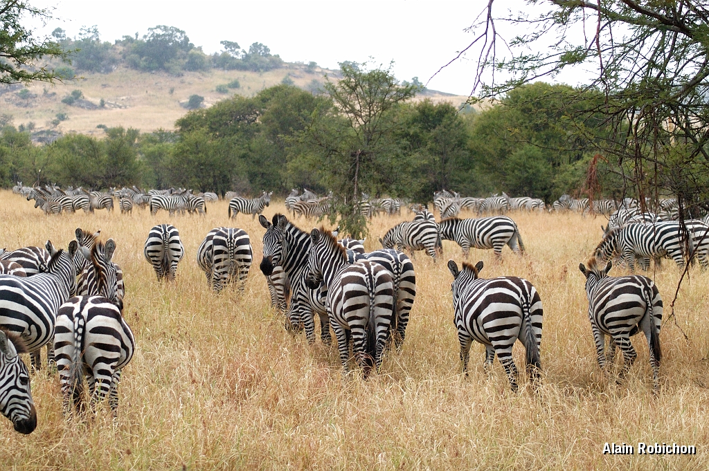Tanzanie0077EPV0095.jpg