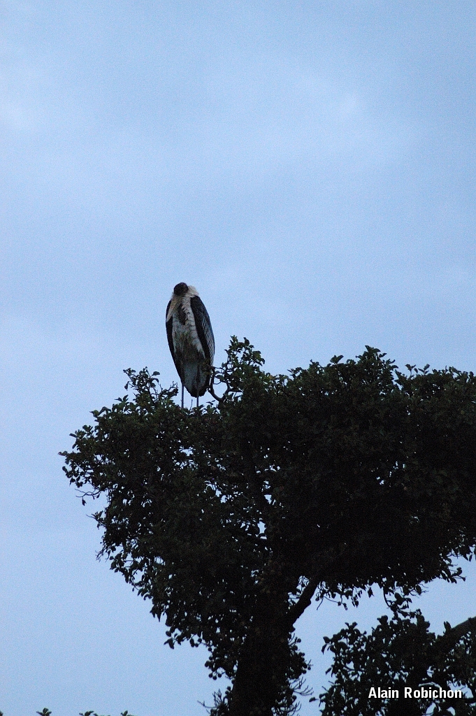 Tanzanie0105EPV0125.jpg
