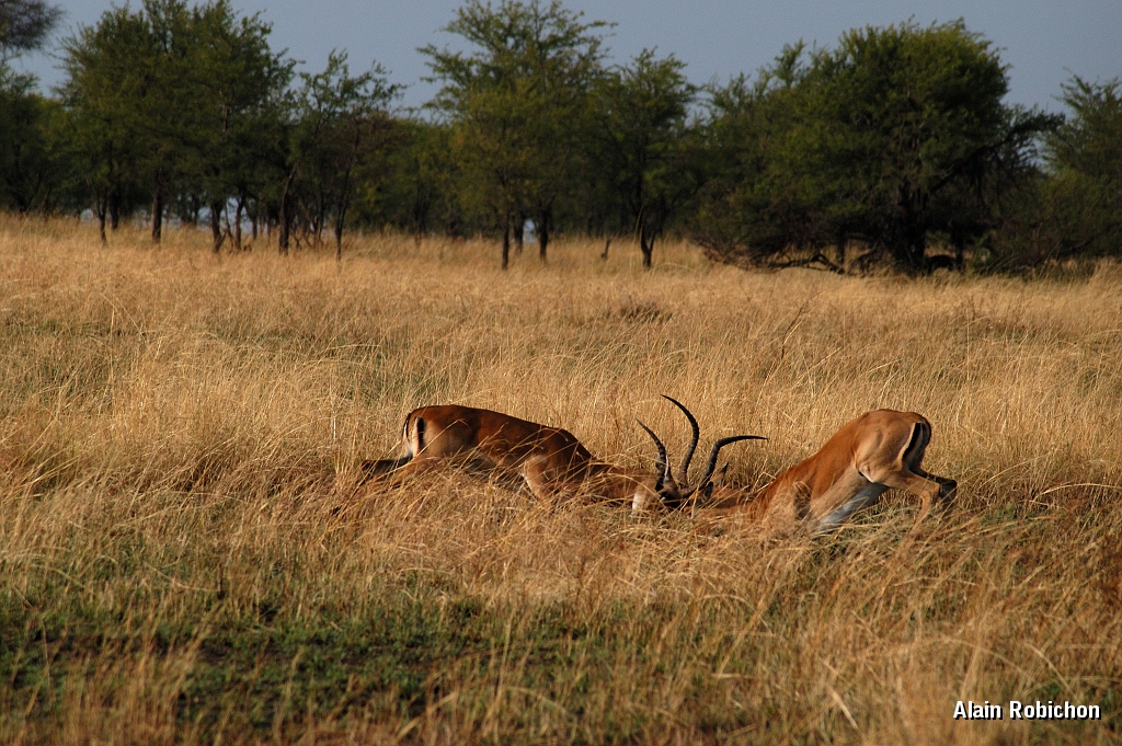 Tanzanie0109EPV0129.jpg