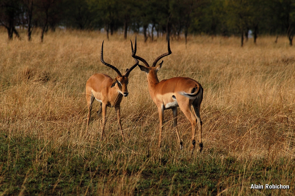 Tanzanie0111EPV0131.jpg